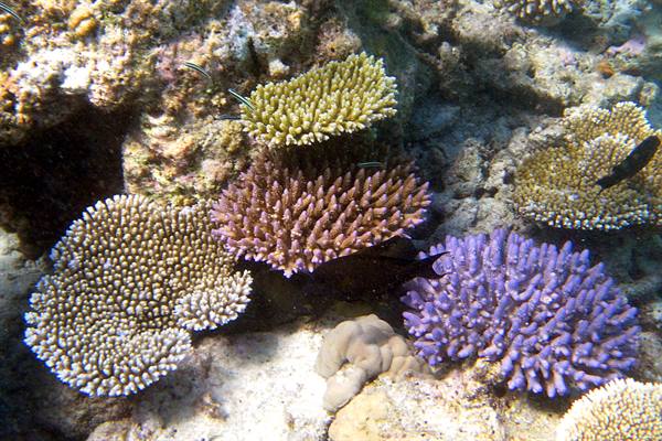 Snorkelling off Olhuveli 
