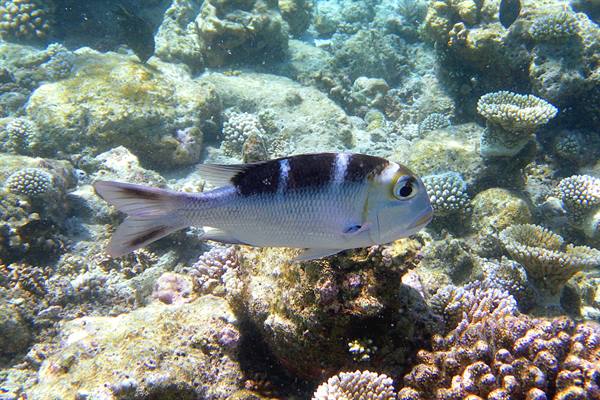 Snorkelling off Olhuveli 