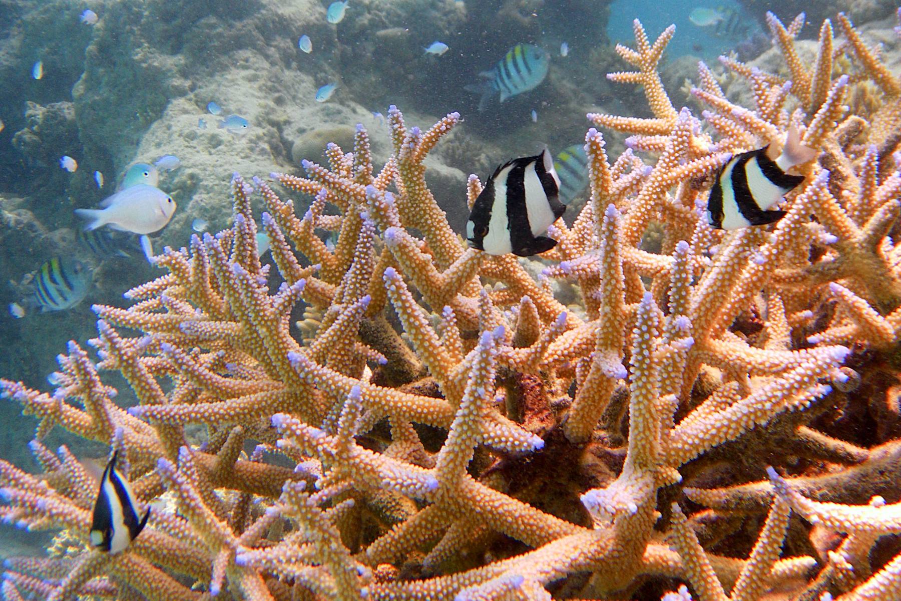 Snorkelling at Olhuveli