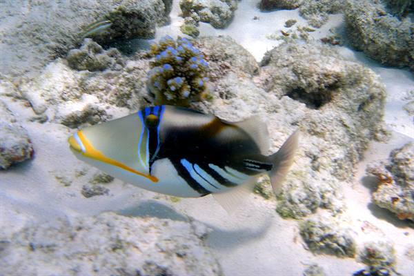 Snorkelling at Olhuveli 