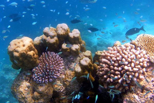 Snorkelling off Olhuveli 