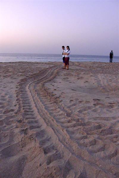Ras al Jinz - Turtle tracks