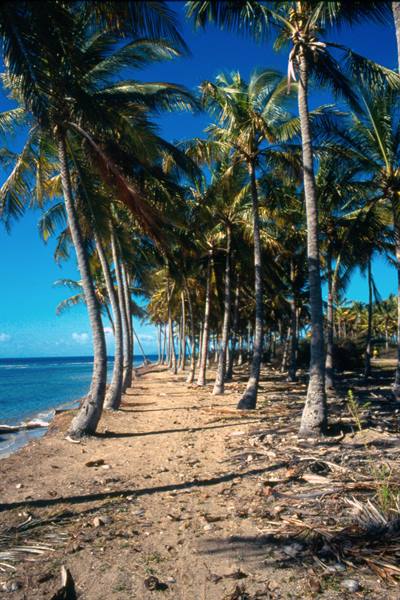 Palm trees along the coast
