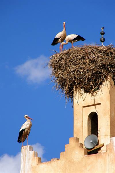 Ouarzazate - Kasbah Tamelsa