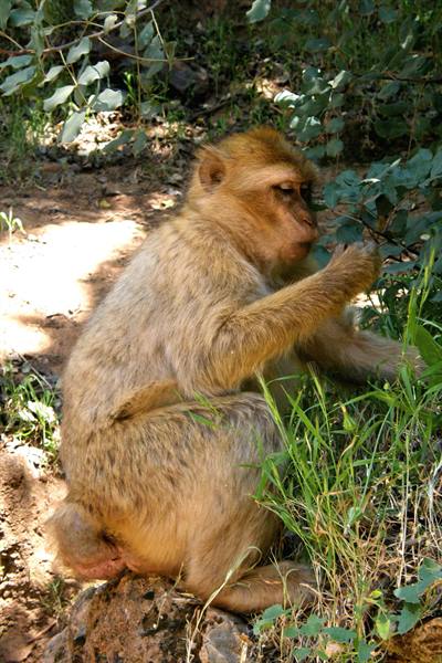 Barbary macaque at the Ouzoud Falls 
