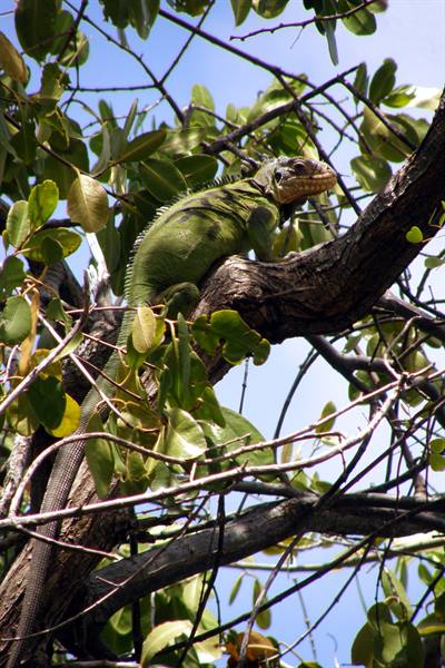 Iguana on Ilet Chancel