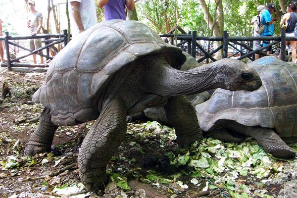 Prison Island - 191-year-old tortoise