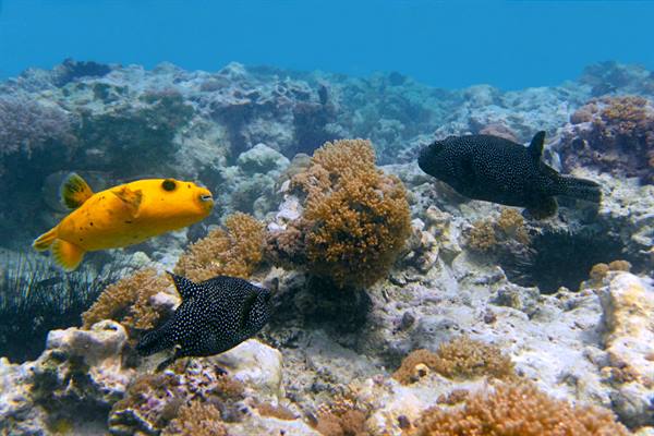 Mnemba Atoll