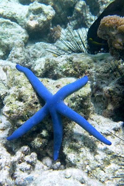 Mnemba Atoll