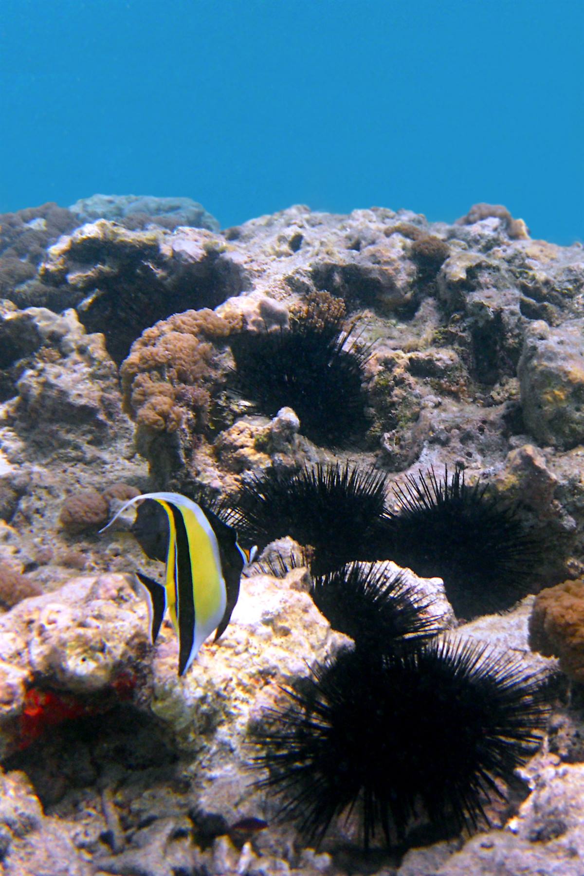 Mnemba Atoll