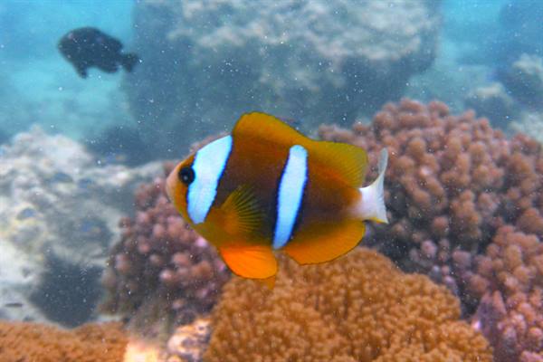 Mnemba Atoll