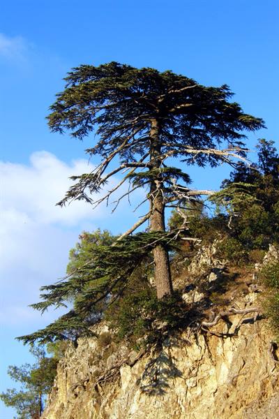 Troodos Mountains - Cedar Forest
