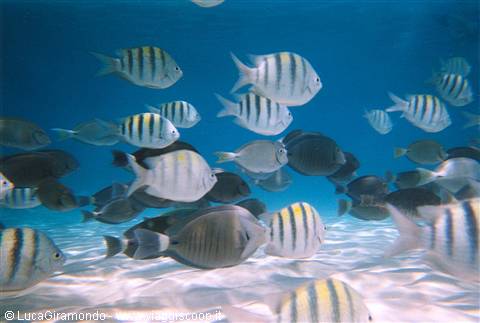 The seabed at Coki Beach