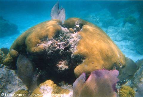 The seabed at Trunk Bay