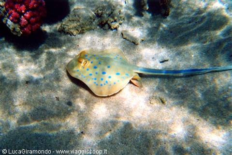 Abu Dabbab - spotted ray