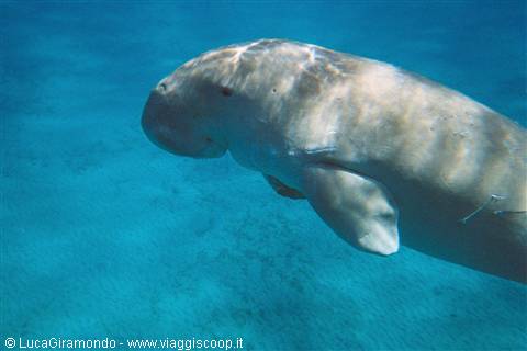Abu Dabbab - dugong