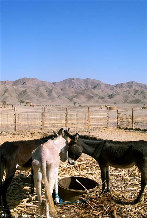 Eastern Desert