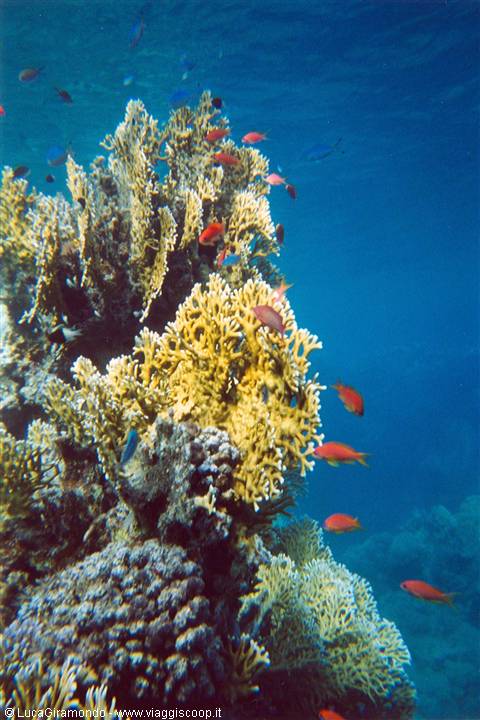 Awlad Barka - The seabed