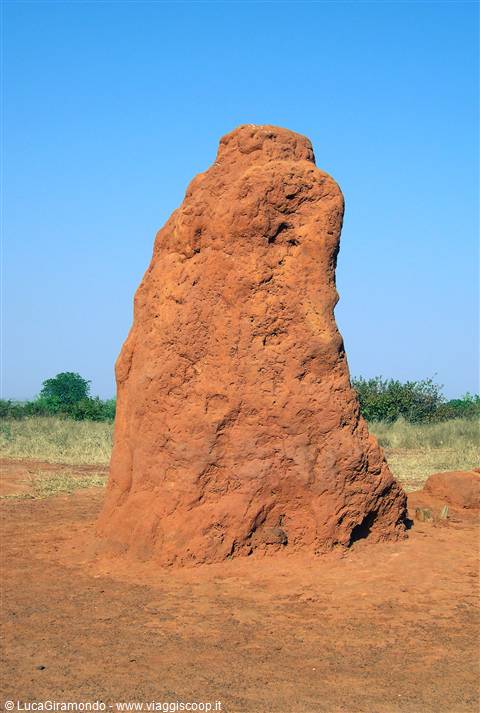Saly - Termite mound