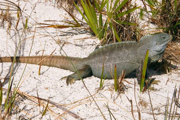 Iguana at Little Water Cay