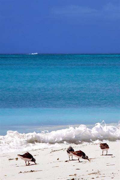 Grace Bay