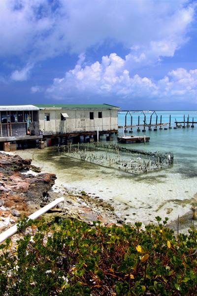 Conch Farm