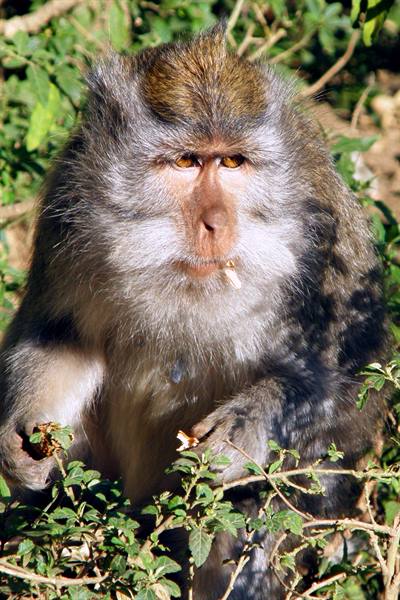 Macaque at Lake Buyan