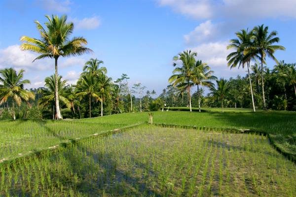 Rice fields of Tampaksiring