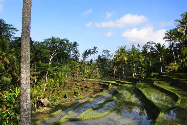 Rice fields of Tampaksiring