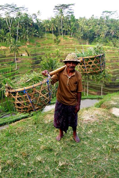 Rice fields of Tampaksiring