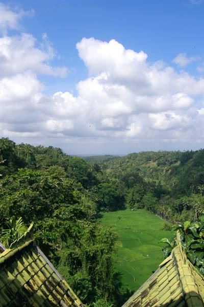 Rice fields from the Cahaya Dewata Resort