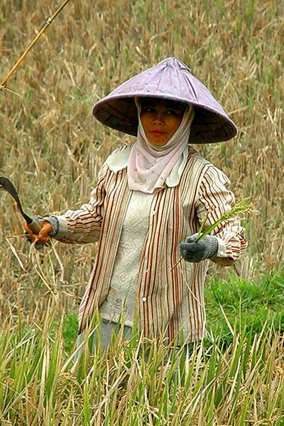 Rice fields at Pejeng