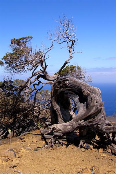 El Sabinar