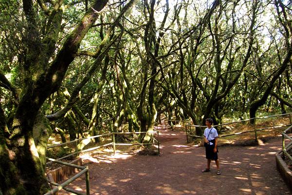 Parque National de Garajonay
