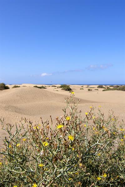 Maspalomas Dunes