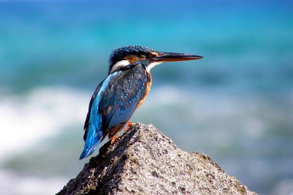 Kingfisher(?) at Almaza Bay