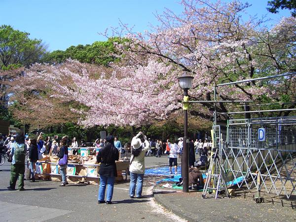 Cherry trees in Ueno Park - Tokyo