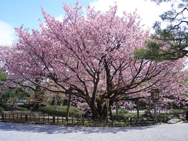 Centuries-old cherry tree