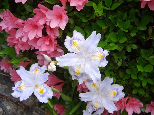 Fringed white irises bloom beside pink azaleas among green leaves