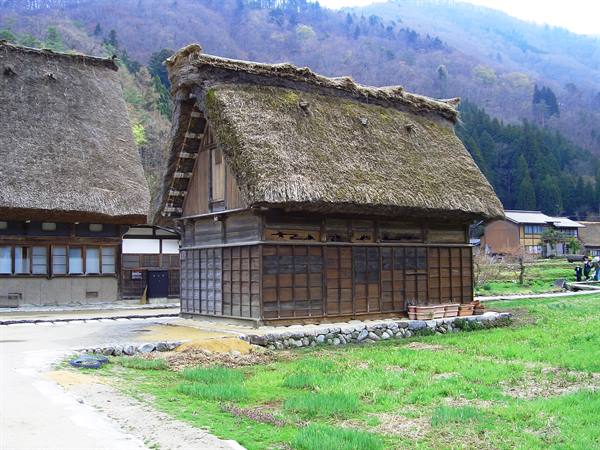 Traditional gassho-zukuri farmhouse with thatched roof in Shirakawa-go