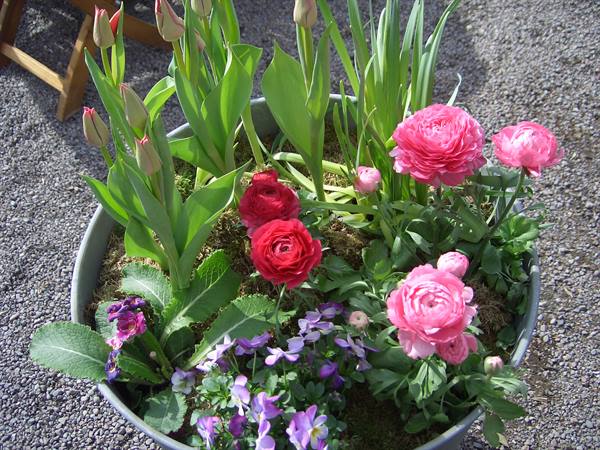 Metal pot with tulips, pink ranunculus and violets on gravel