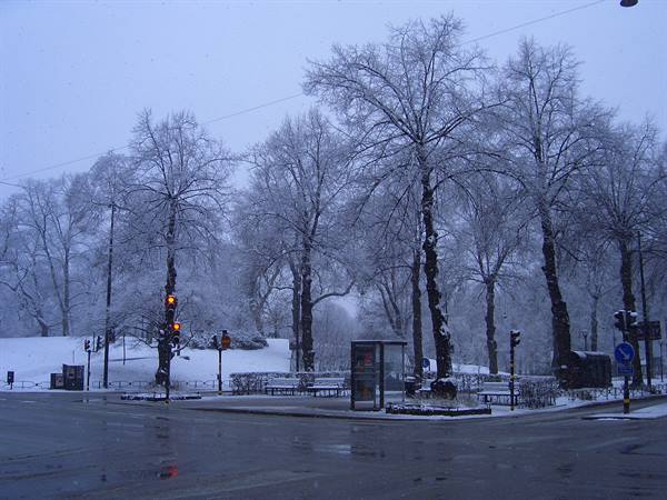 Snow-covered trees at an intersection, red traffic lights, bus stop under grey sky