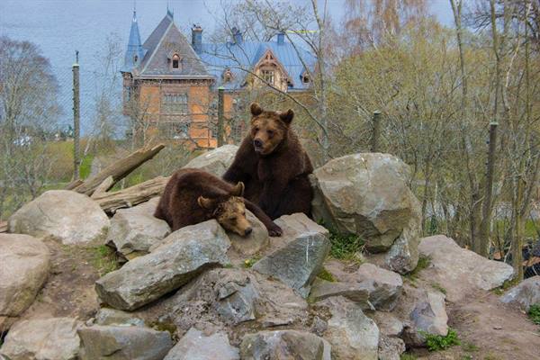 Two brown bears resting on gray rocks, historic brick building behind leafless trees