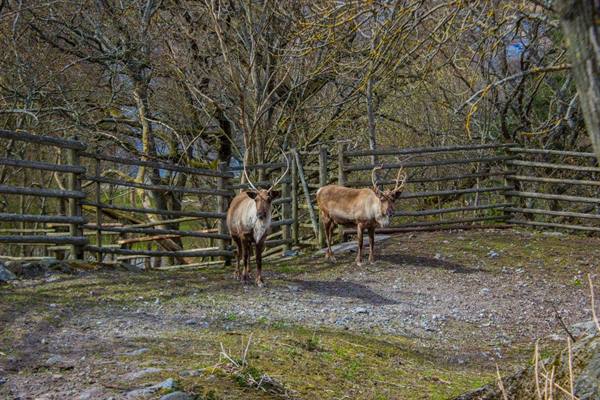 Two reindeer with antlers inside a wooden fence among bare trees