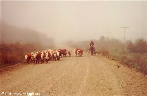 Herders at work