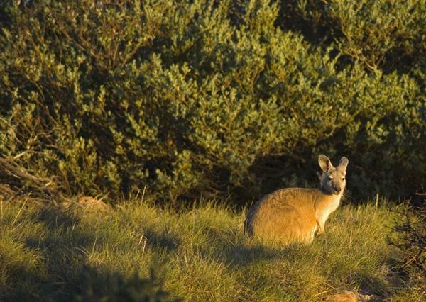 Kangaroo in Cape Range N.P.