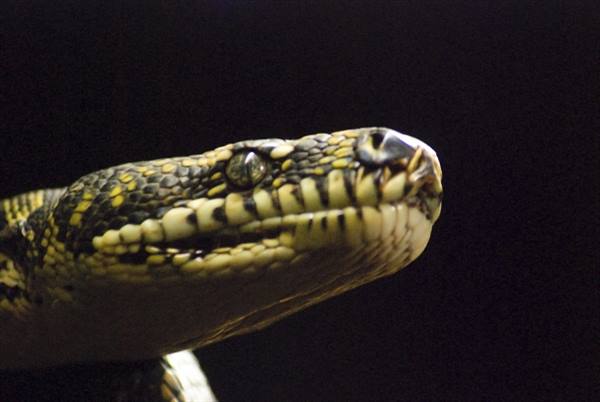 Taipan