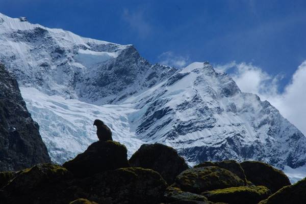 Kea and Rob Roy Glacier