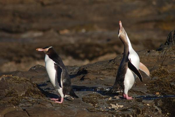 Yellow-eyed penguins