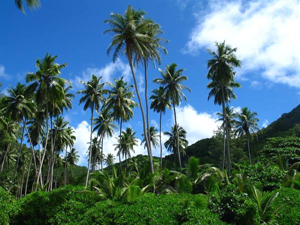 PALM'S FESTIVAL
